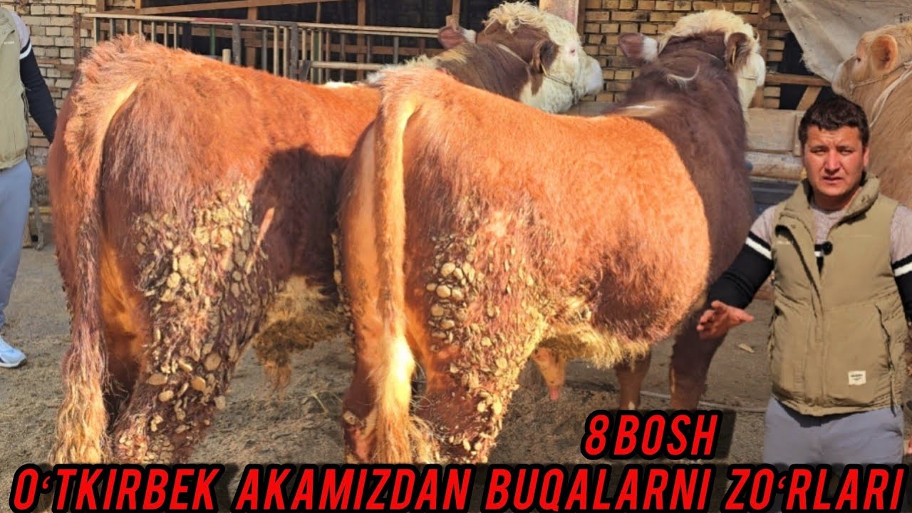 OʻTKIRBEK AKA NARHLARNI TUSHIRIB😱 YUBORDI 8.BOSH BUQALARNI ZOʻRLARI 
