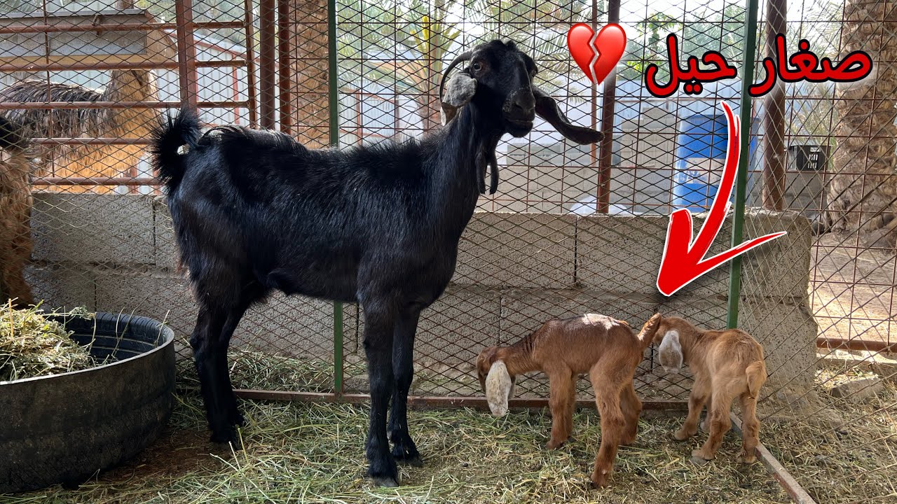 العنز الصغيره سويده ولدت وصارت أم 😫❤️