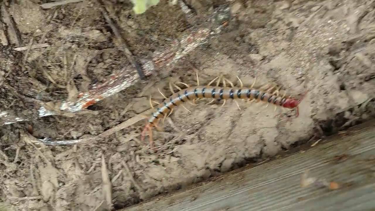 Huge Centipede