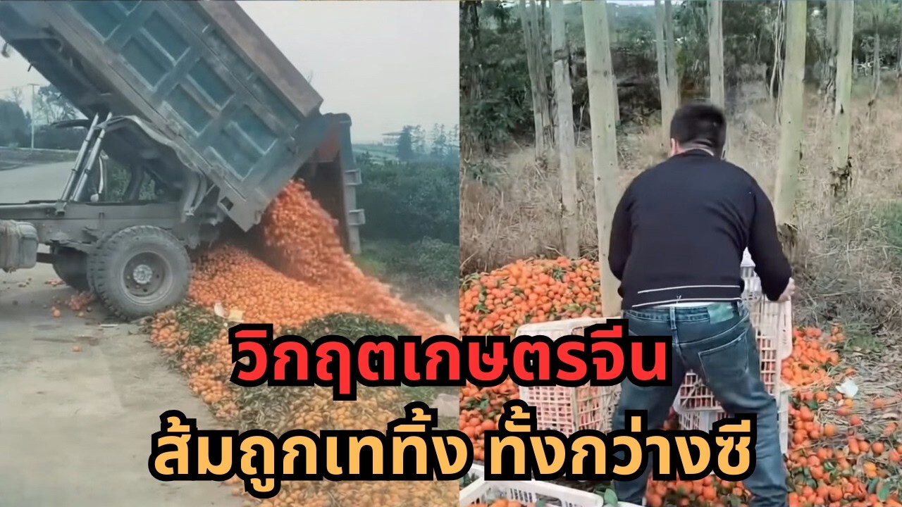 ช็อกทั้งกว่างซี! ส้มถูกเททิ้งทั่วมณฑล อ้อยราคาถูกยิ่งกว่าขยะ ชาวสวนถึงทางตัน