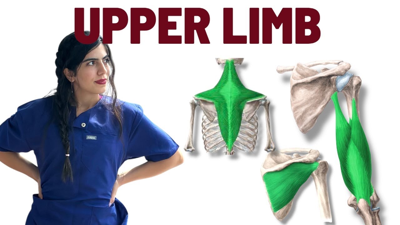 آناتومی عضلات بالاتنه | آناتومی عضلات کمربند شانه ایی | اناتومی عضلات | upper limb muscles anatomy
