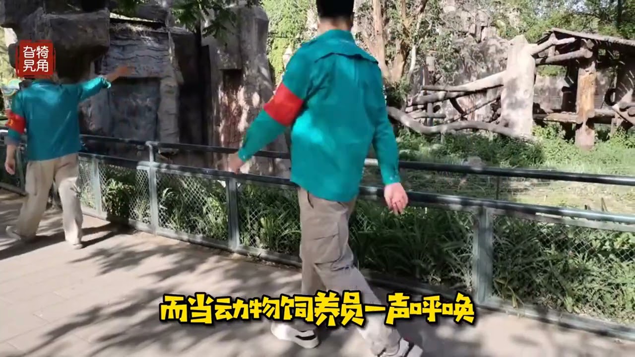 到北京动物园去看看黑猩猩是怎样吃东西的