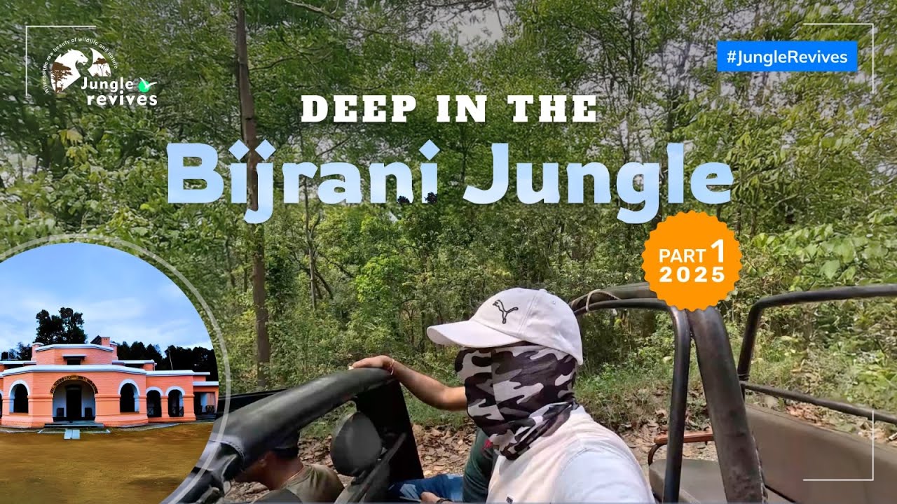 Bijrani Zone Safari 2025 | Staying Inside Corbett FRH | Part 1 | Wildlife in 4K