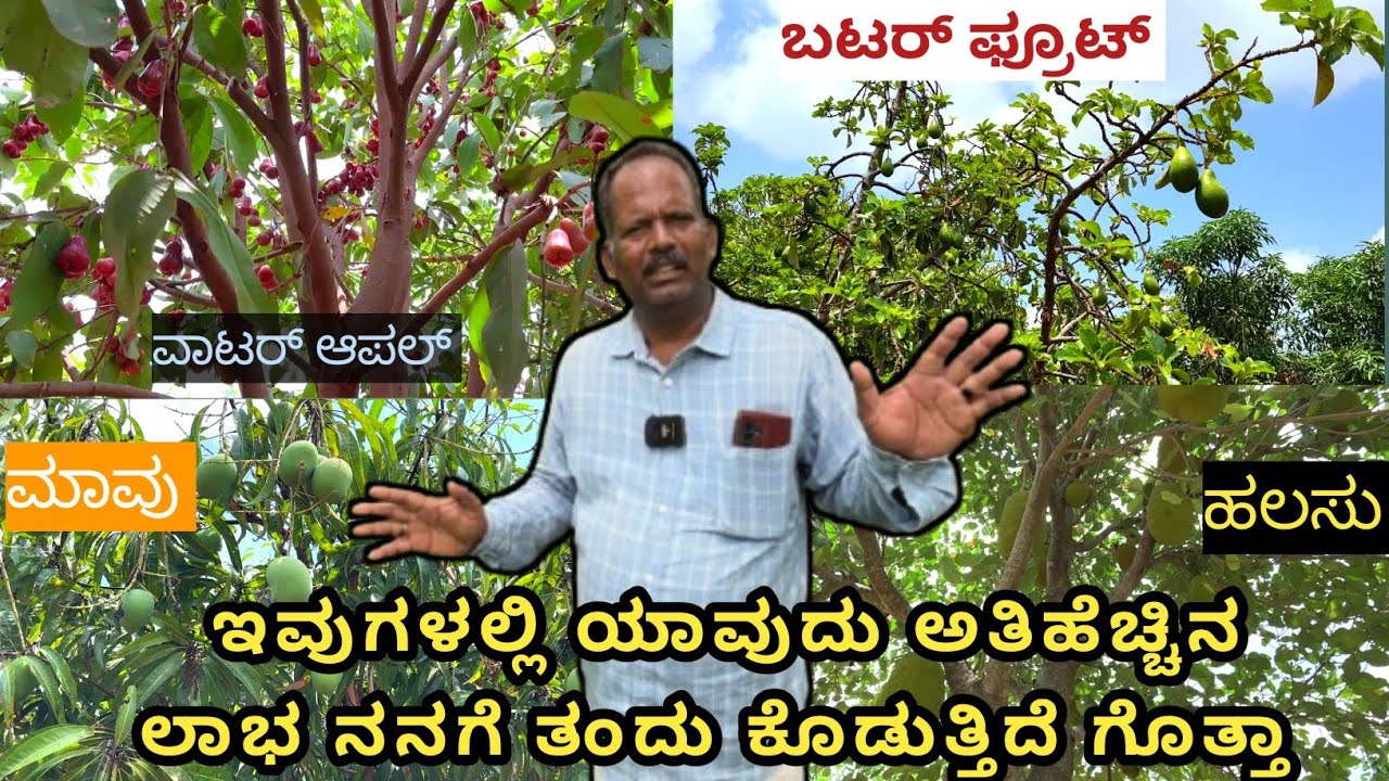 ಮಾವು ಬೆಣ್ಣೆ ಹಣ್ಣು ವಾಟರ್ ಆಪಲ್ ಹಲಸು ಸಪೋಟ ಇವುಗಳಲ್ಲಿ ಯಾವುದರಲ್ಲಿ ಹೆಚ್ಚಿನ ಲಾಭವಿದೆ