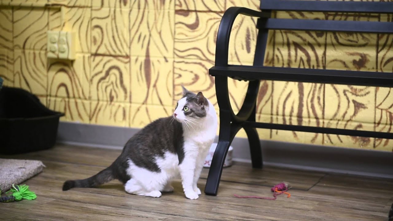 CatKnit Knitting at Carroll County Humane Society