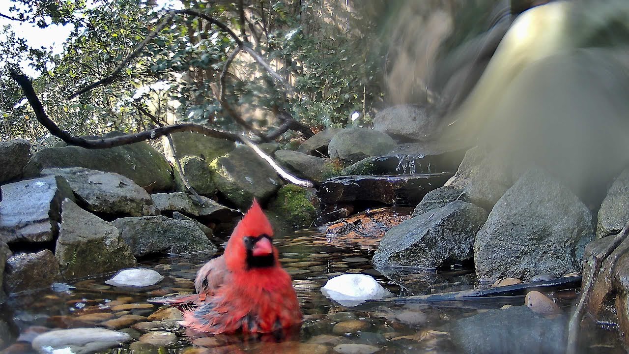 Wrens and Friends Live Stream February 13, 2026