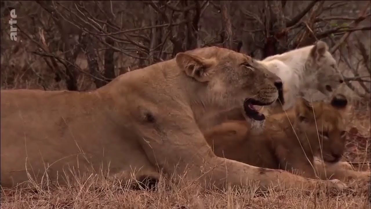 Nature et Beauté LES ANIMAUX D'AFRIQUE DU SUD DOCUMENTAIRE ANIMALIER 2021