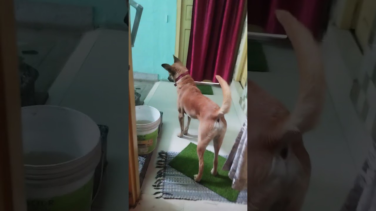 Sheru ka pasand ka khel