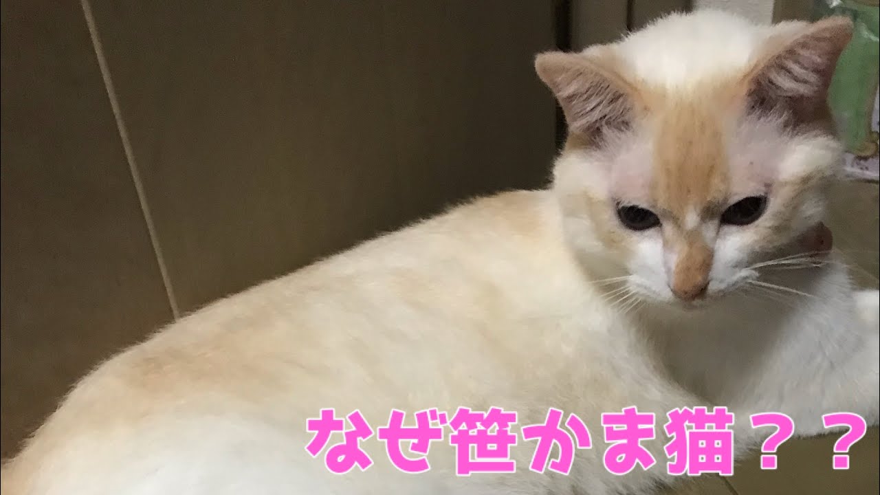 【笹かま猫れおくん】なぜ笹かま猫と呼ばれるか。