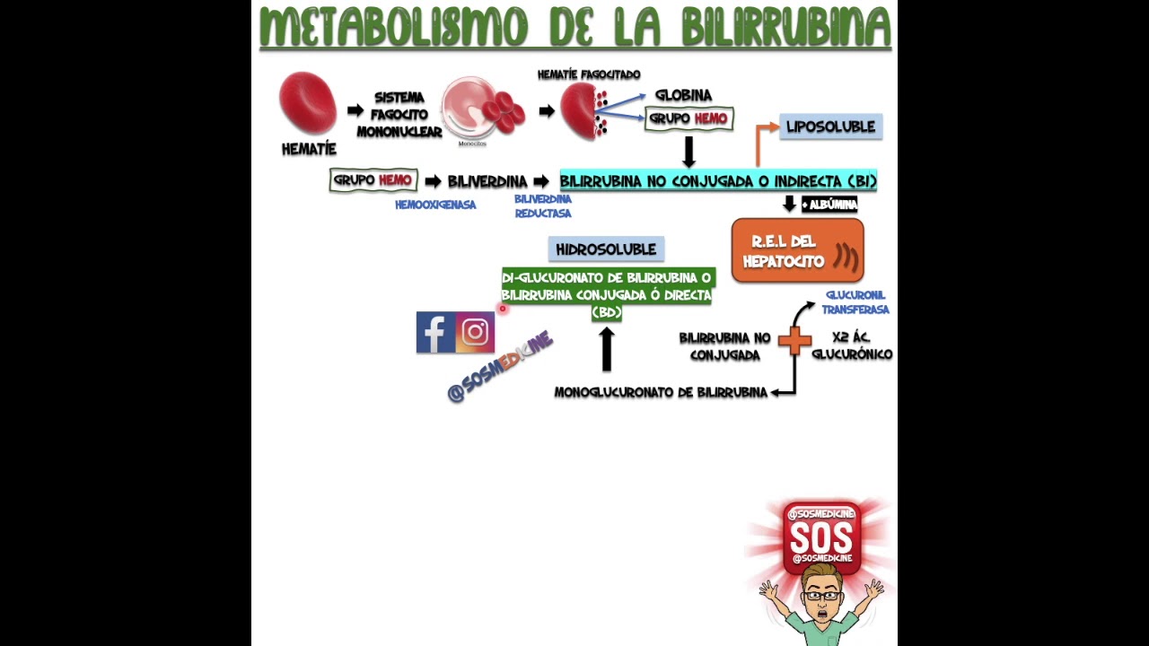 METABOLISMO DE LA BILIRRUBINA