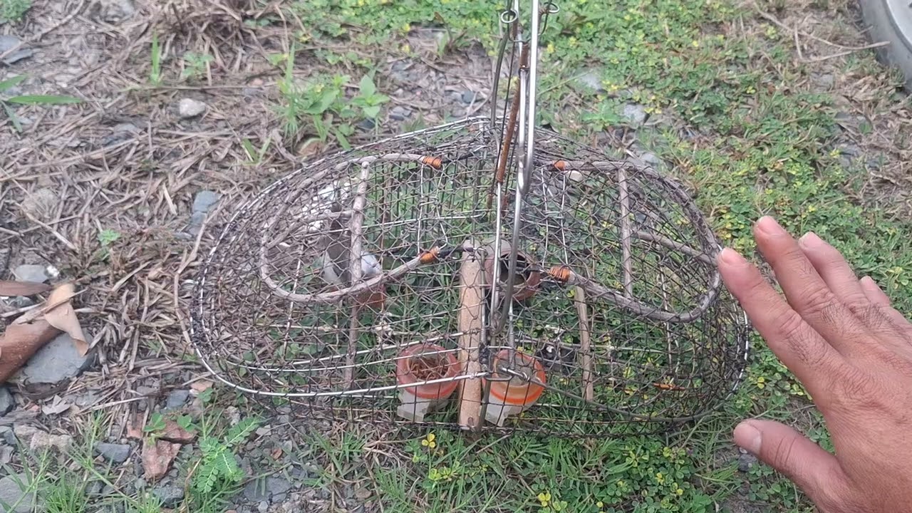 Chim sâu đầu đỏ và Cách đi Bẫy để Chim Mồi O Bị Bể Rừng.