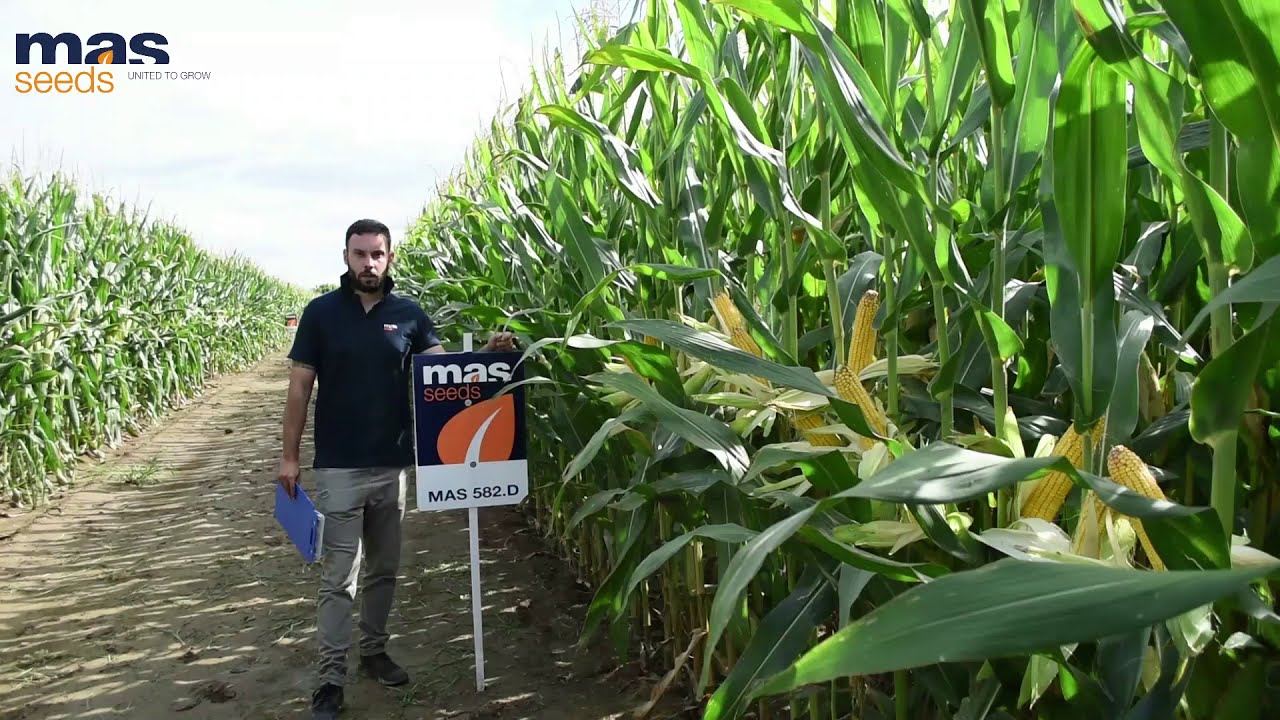 MAS 582.D: L'IBRIDO DA GRANELLA SEMPRE PERFETTO!