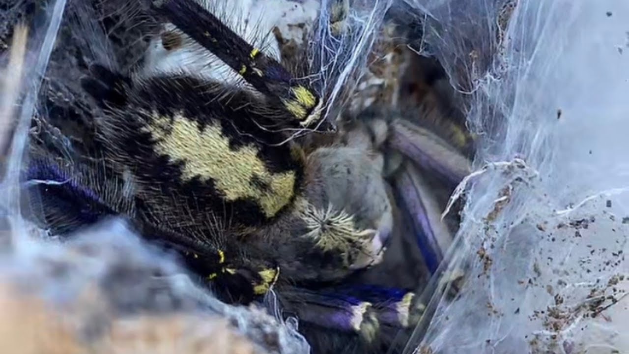 Romnożyłem Poecilotheria metallica! (znowu.) | ARACHNOHOBBIA|