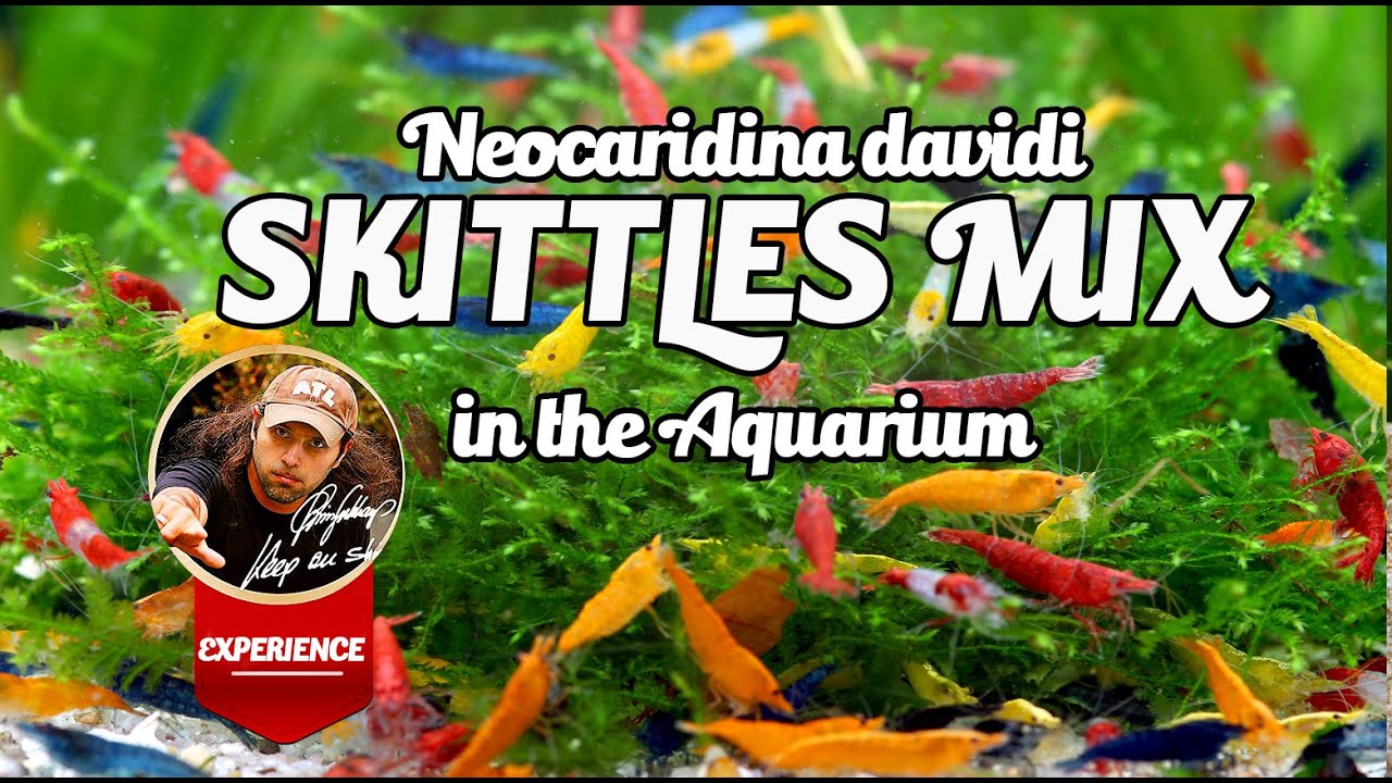 Skittle Shrimp Mix Tank / Rainbowshrimptank