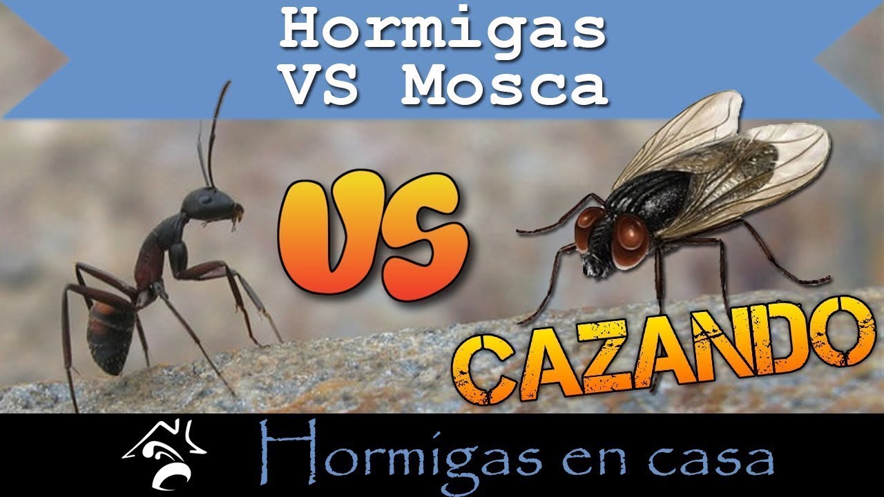 🐜🏠 Hormigas vs Mosca | Hormigas en casa ✅