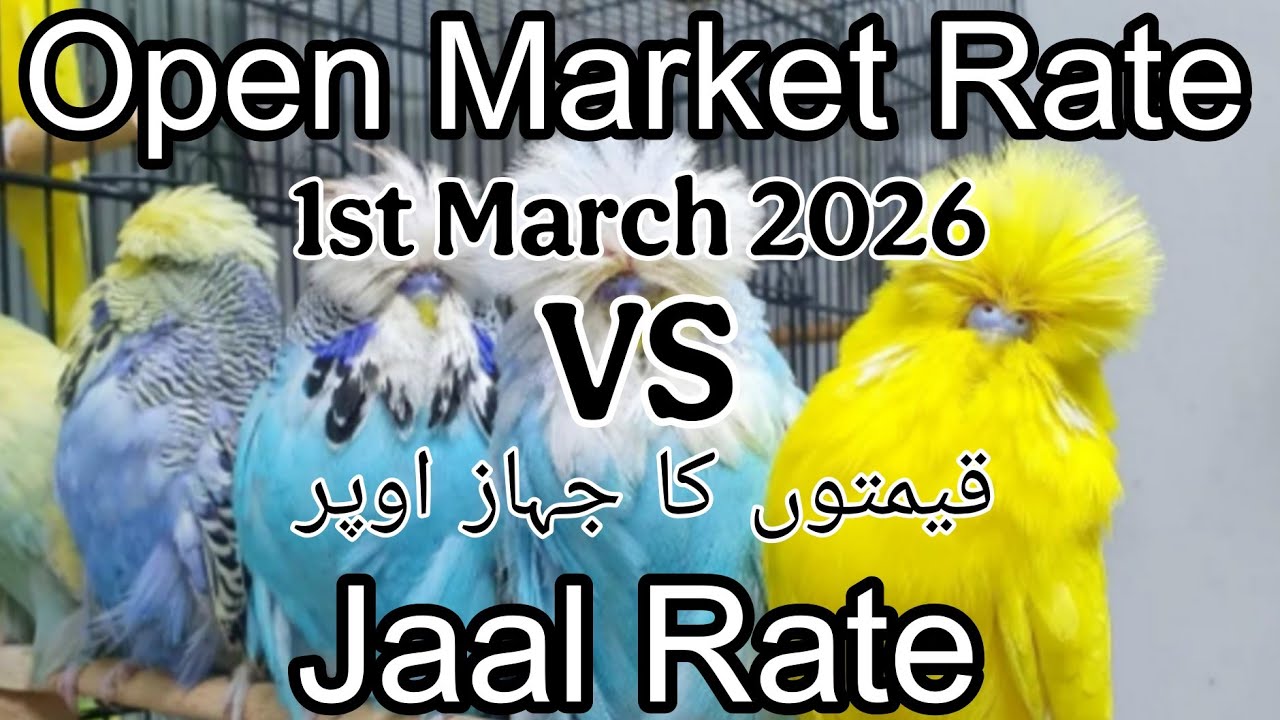 Birds price in Karachi Pakistan 1 March 2026 | Jaal rate update | Open market rate update