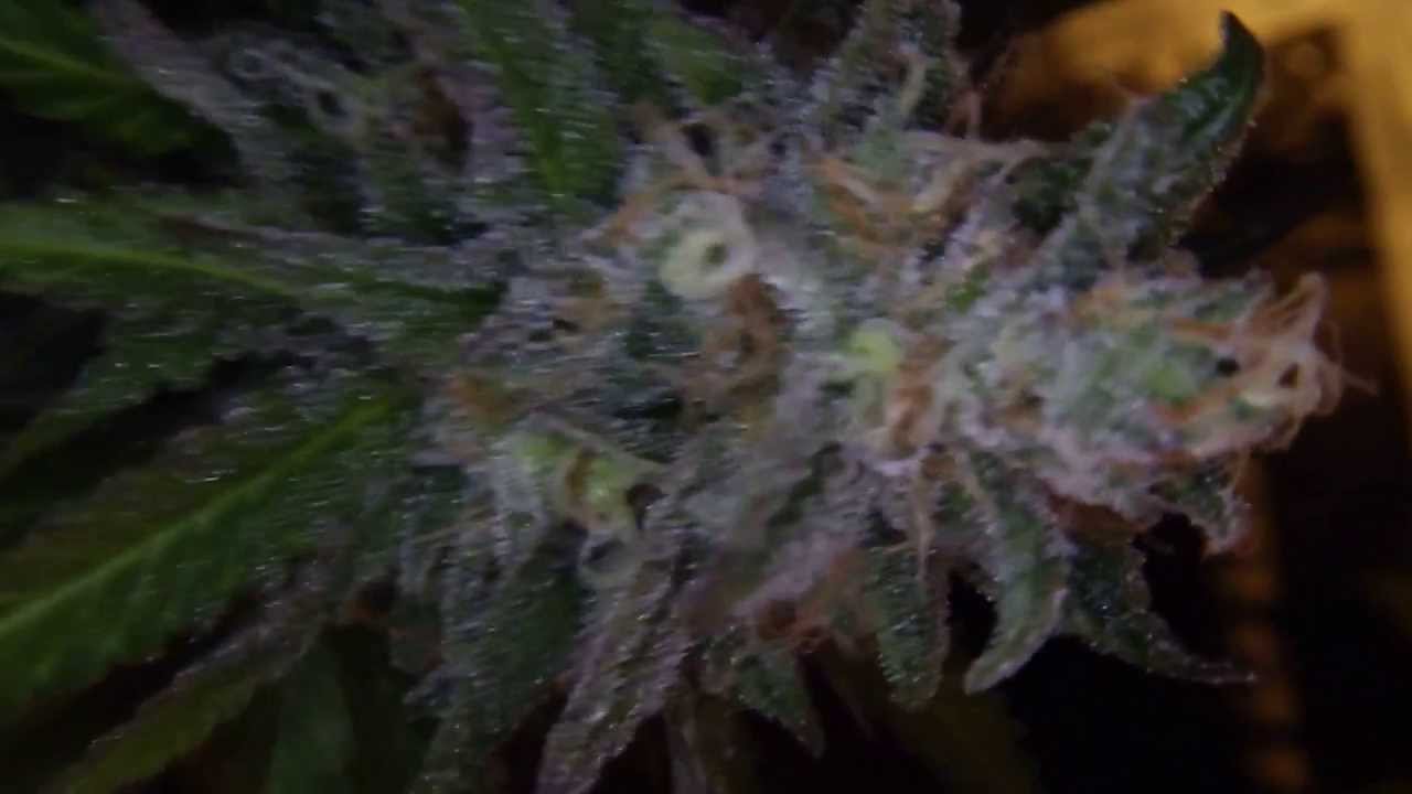 grape gold (hindu skunk aka pot of gold ) x grapefruit kush