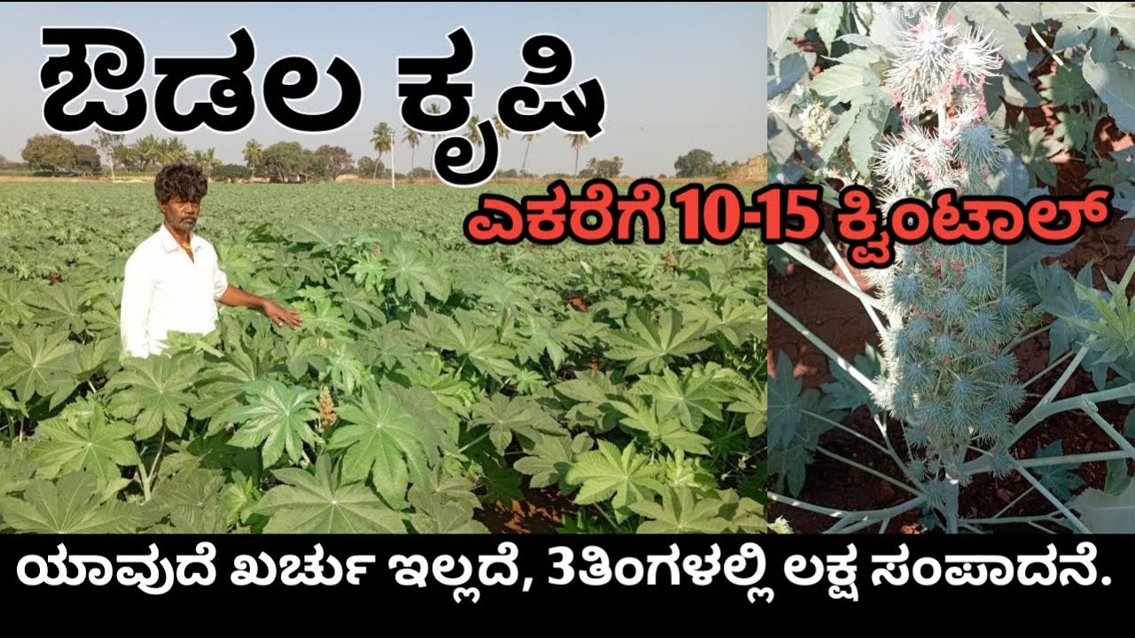 ಔಡಲ ಬೆಳೆಯ ಸಂಪೂರ್ಣ ಮಾಹಿತಿ | CASTOR SEED FARM |ಬದುವಿನಲ್ಲಿ ಬೆಳೆಯುವ ಔಡಲ, ಲಕ್ಷಾಂತರ ರೂಪಾಯಿ ಬೆಲೆ ಬಾಳುತ್ತೆ|