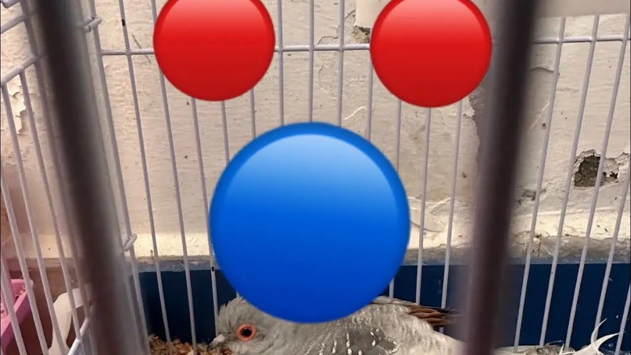‏כל הפרקים ‏עונה 1￼ Disney bird פרק 1-33￼￼
