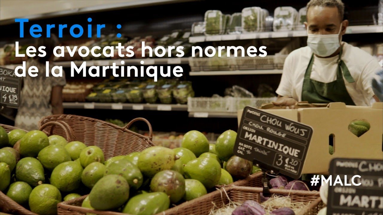 Terroir : les avocats hors normes de la Martinique
