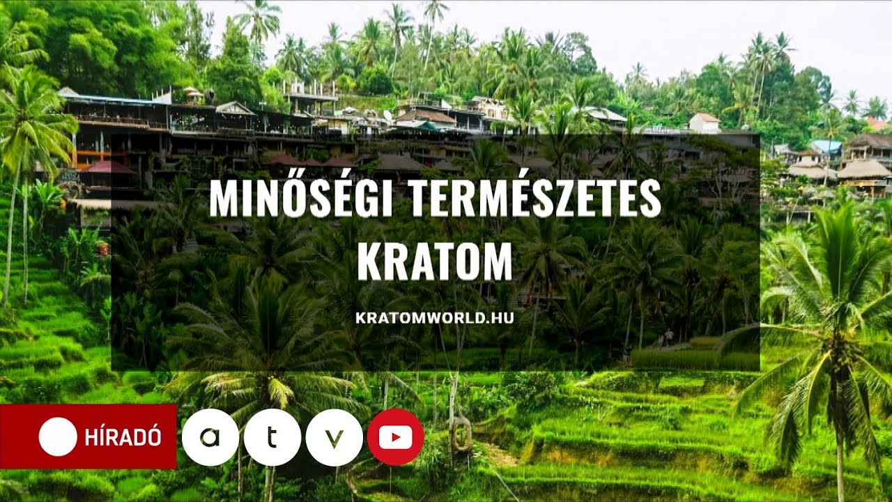 Már Magyarországon is kapható a kratom: veszélyes drog vagy egyszerű tea?