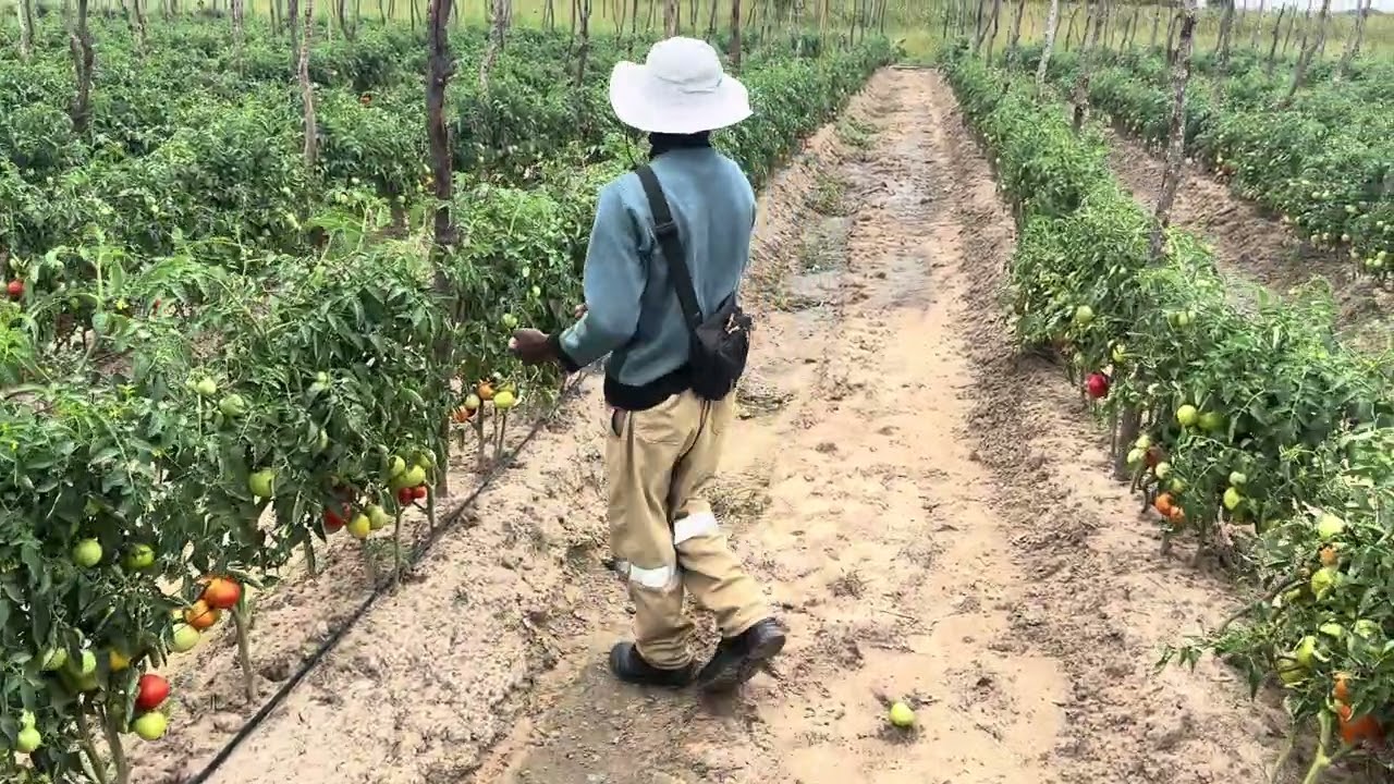 Part 10 of 20 000 plants of Tengeru select watch till to the end #farming 