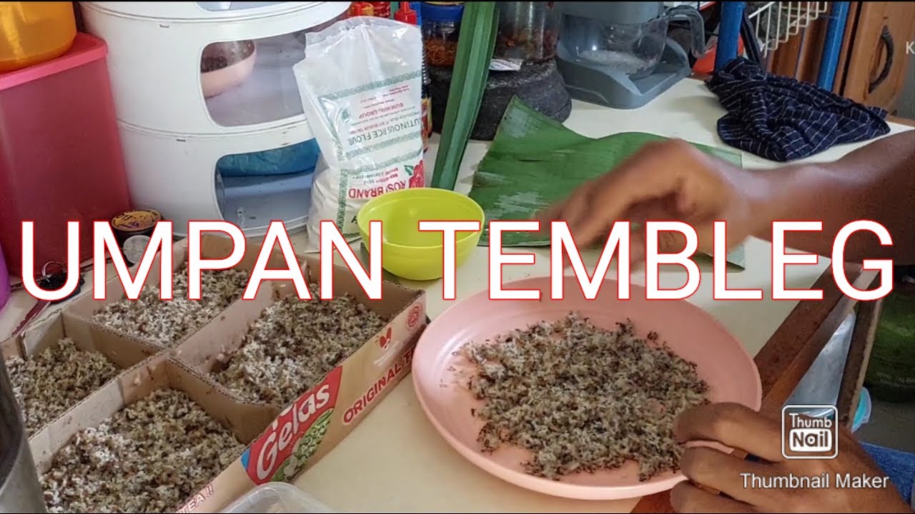 CARA BIKIN UMPAN TEMBLEG YANG BAGUS #UMPANIKANMAS
