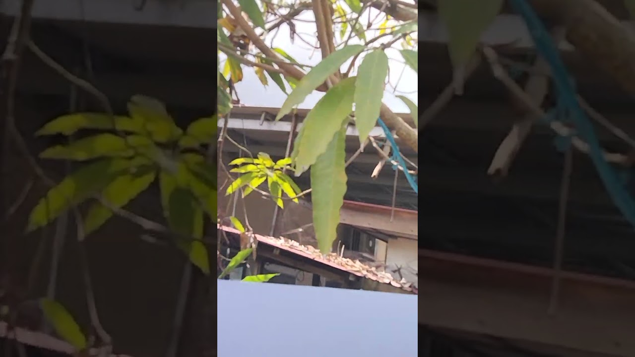 Org ngaga unifi aku baru datai enda nemu olih  gaga sarito tau ka enda