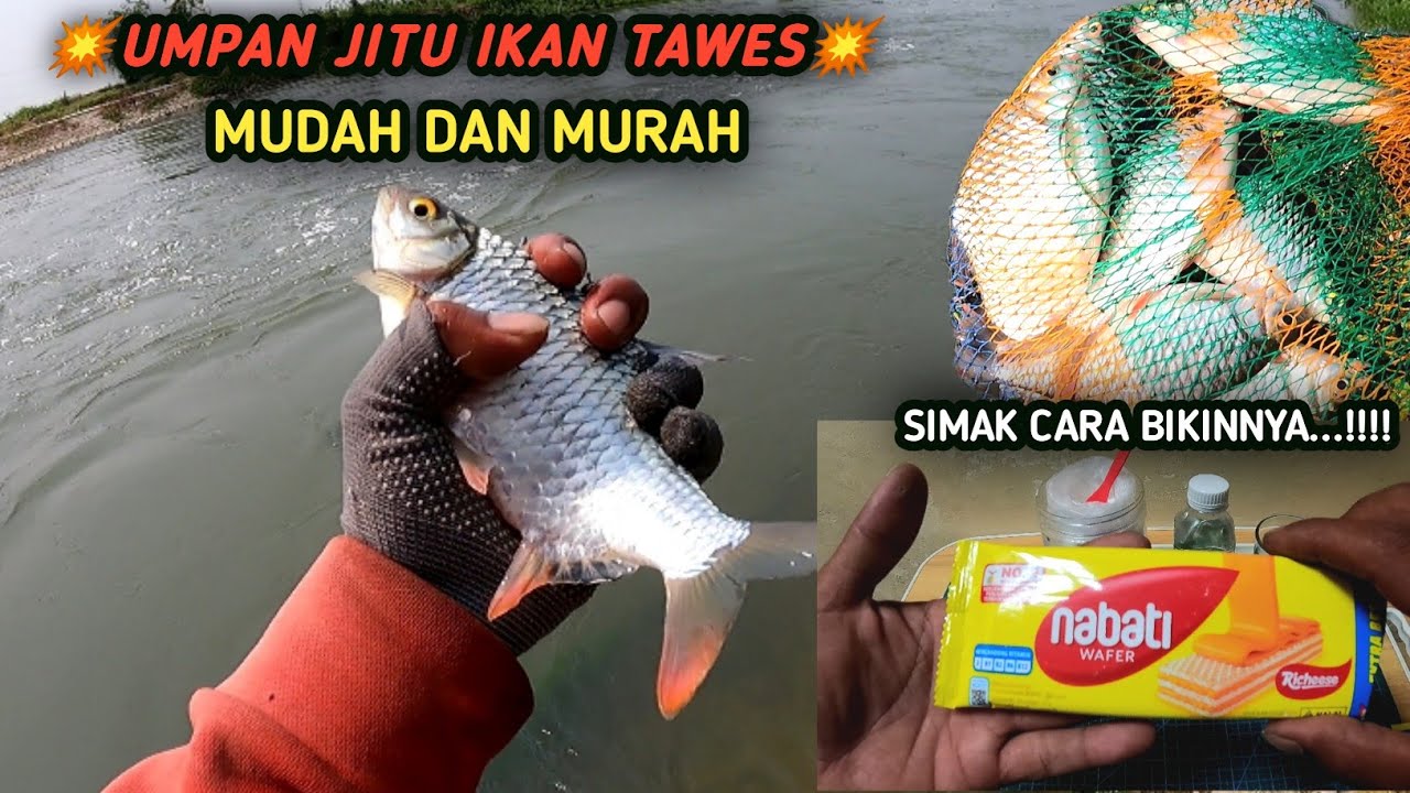 UMPAN JITU UNTUK MANCING IKAN TAWES MUDAH DAN MURAH HASIL MELIMPAH RUAH