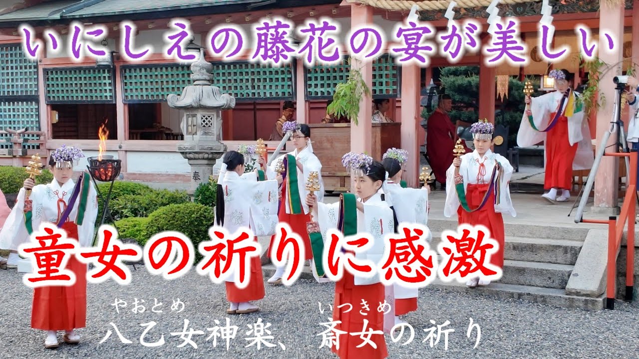 4/29(火祝)童女の祈りに感激 いにしえの藤花の宴が美しい/八乙女神楽/藤花祭/斎女/歴史絵巻/京都春日神社