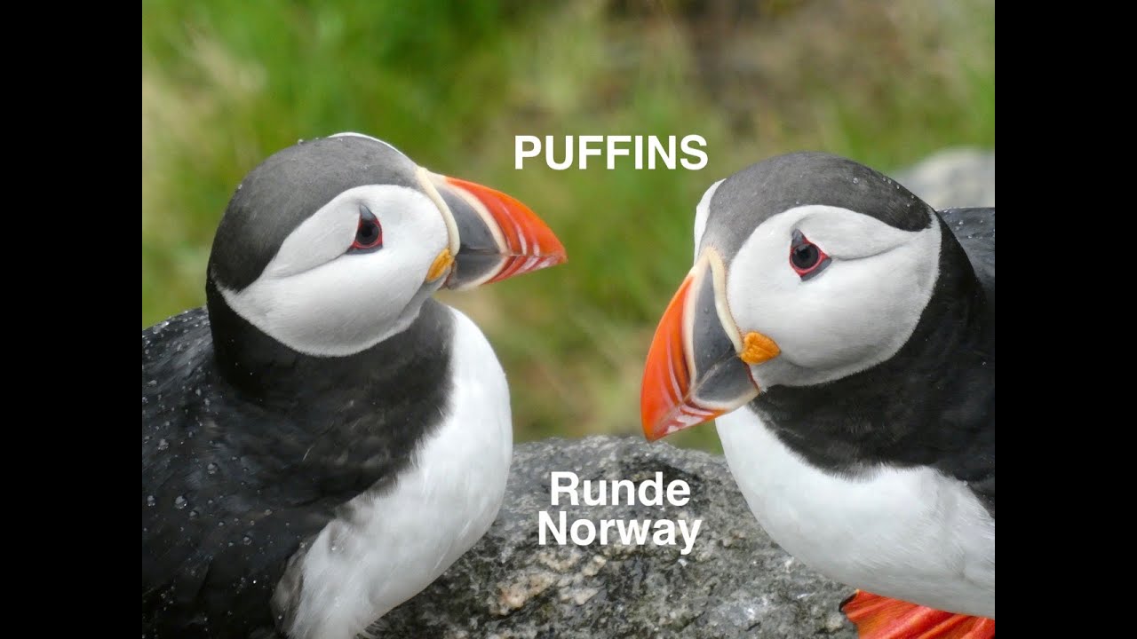 Close to the PUFFINS - Runde Norway 2022