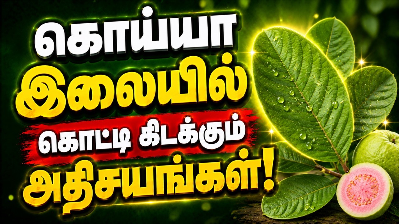 கொய்யா இலைகளில் கொட்டி கிடக்கும் அதிசயங்கள்! | Guava Leaves Benefits In Tamil #thaenmittai