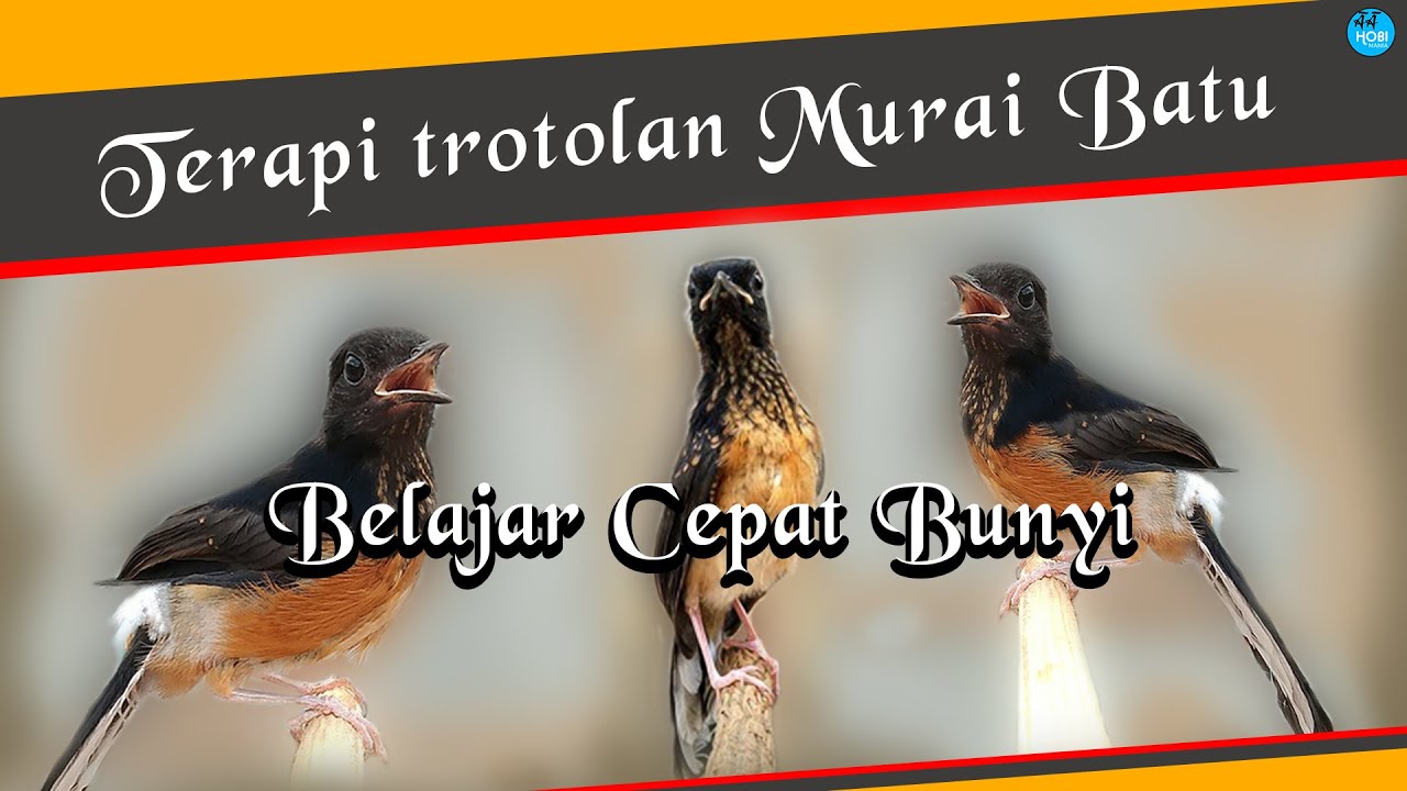 terapi trotolan murai cepat bunyi
