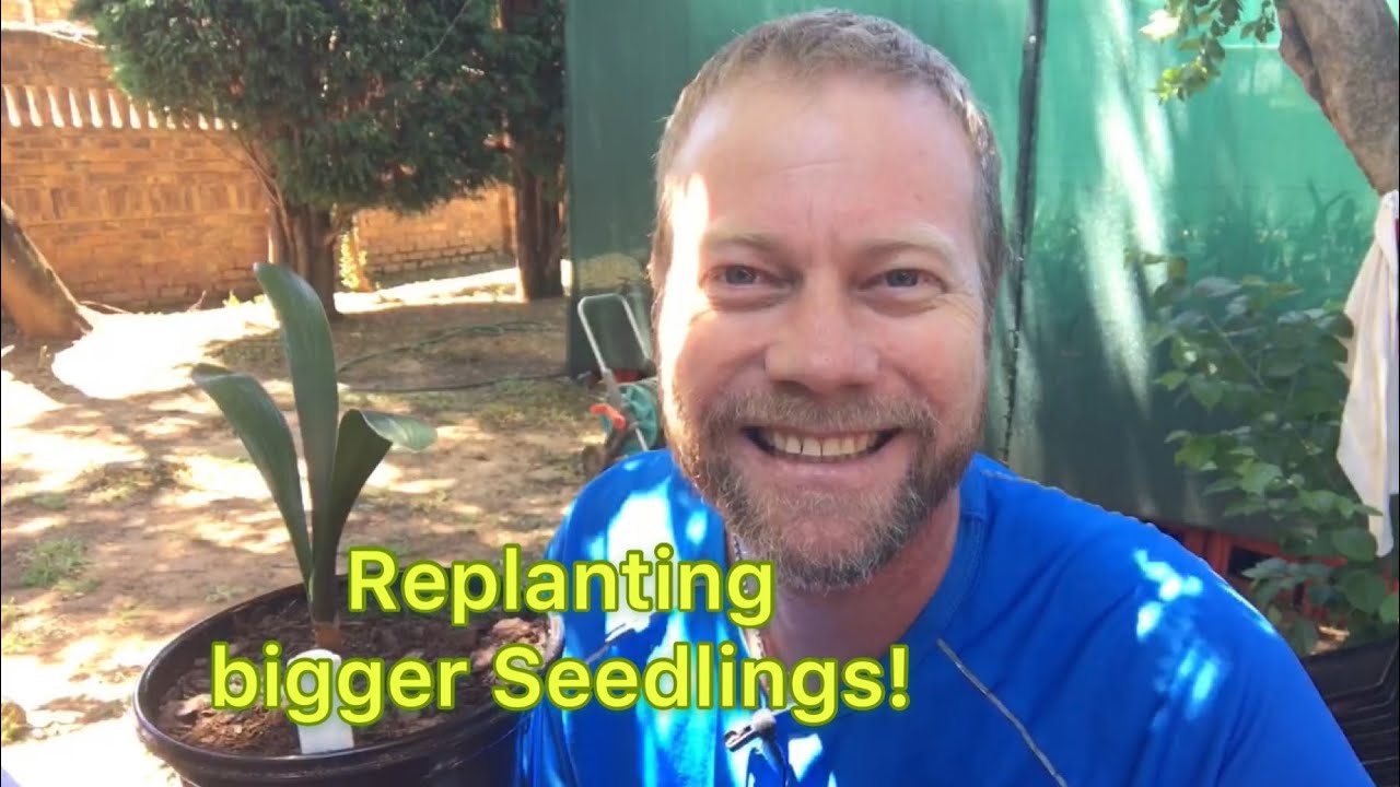 Replanting Seedlings!