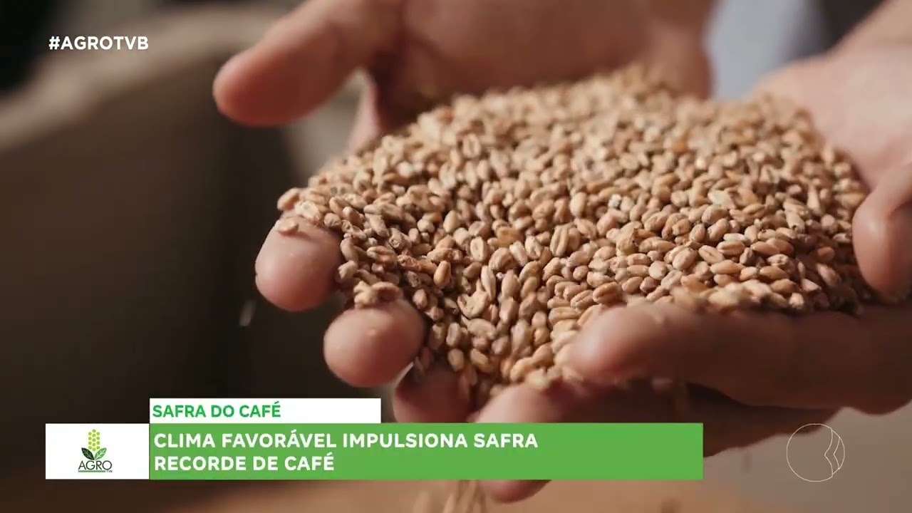 AGRO TVB clima favorável  impulsiona safra recorde de café.