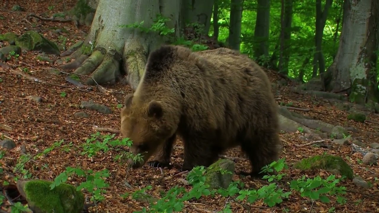 Prales Havešová - PRALESY SLOVENSKA (E04)
