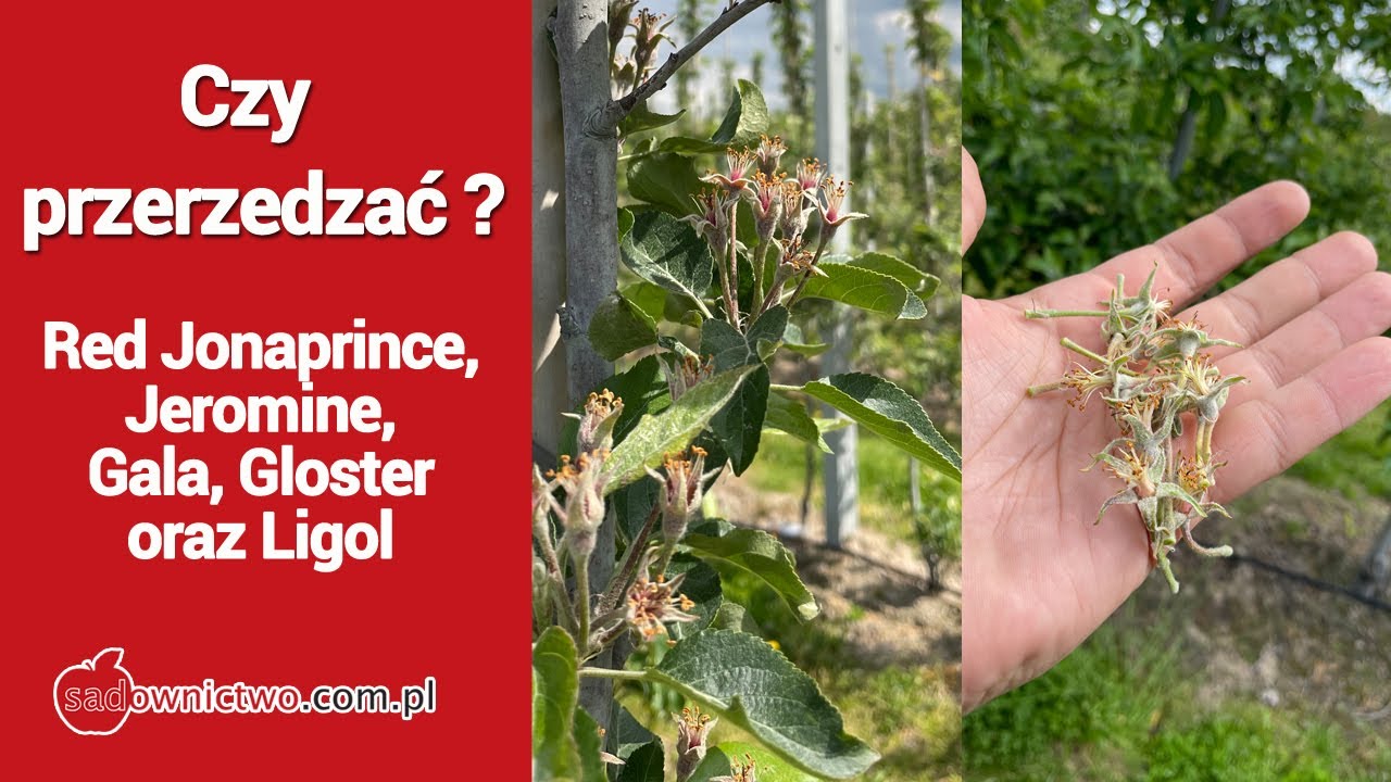 Czy przerzedzać ? - Red Jonaprince, Jeromine, Gala, Gloster oraz Ligol