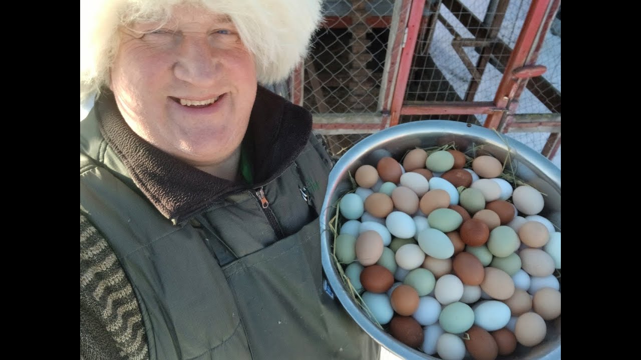 САМАЯ ПОЛЕЗНАЯ КОРМОВАЯ ДОБАВКА  ДЛЯ ЯЙЦЕНОСКОСТИ КУР ЗИМОЙ!!! 05.01.2026 ГОД!