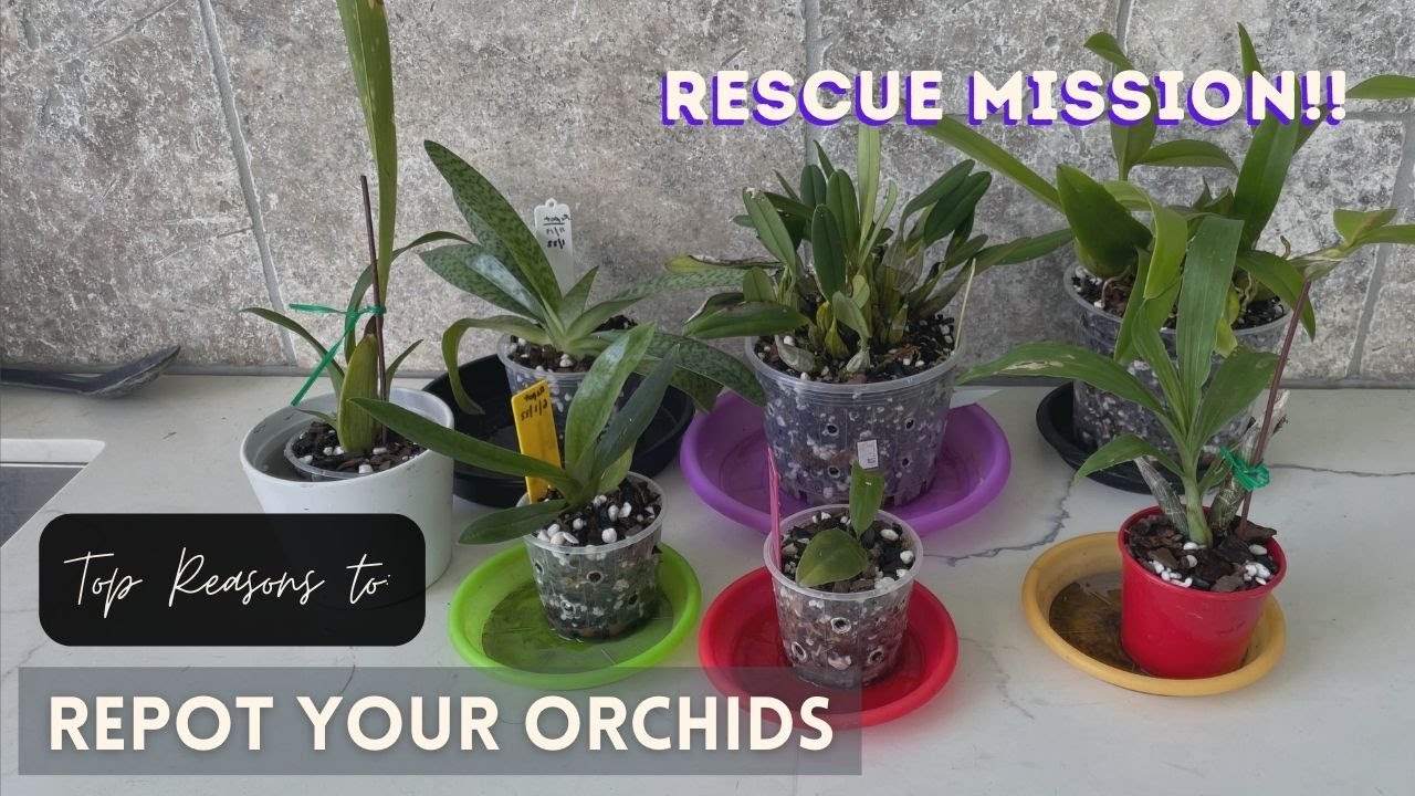 Top 7 Reasons to REPOT your Orchid // My first repottings in 2022