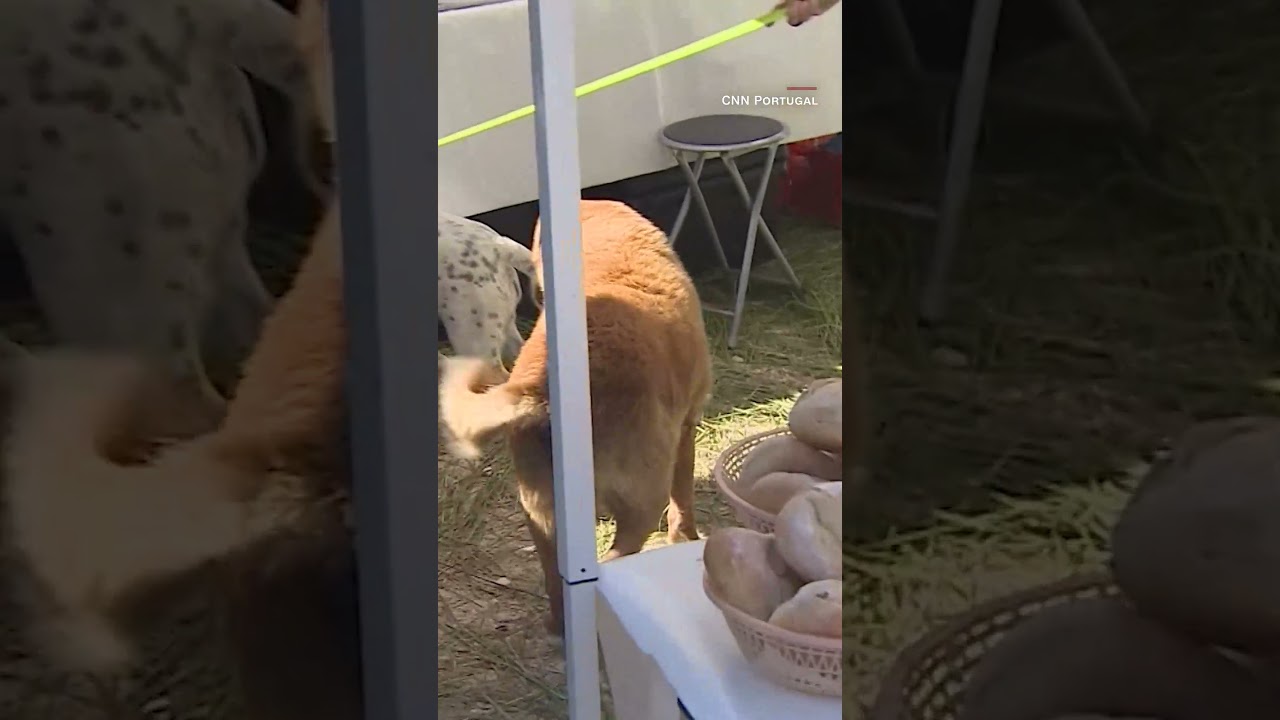 World's oldest dog celebrates 31st birthday
