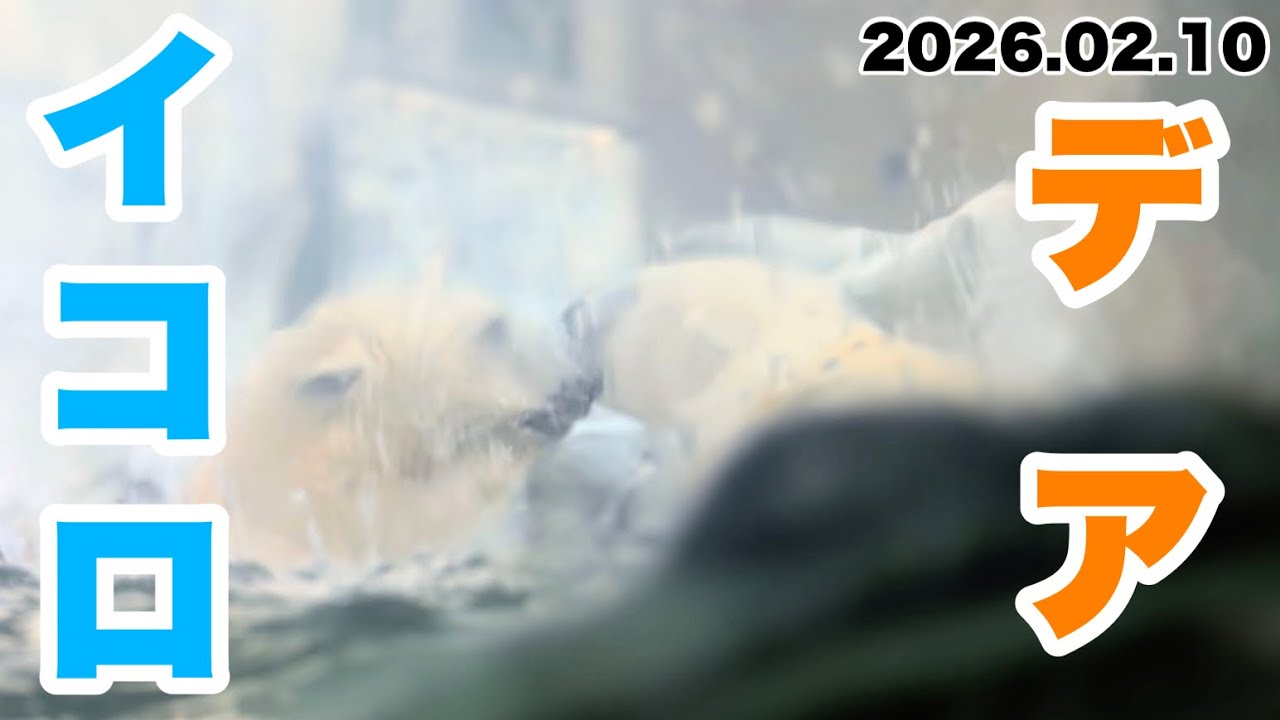 今日のイコロくんとデアちゃんの同居の様子　2026.02.10 上野動物園のホッキョクグマ