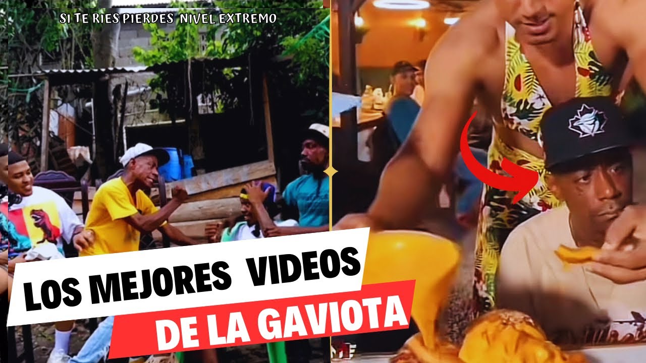 LOS VIDEOS MÁS CHISTOSOS DE LA GAVIOTA  (2k24) 🤣🤣🤣 / si te ríes pierdes