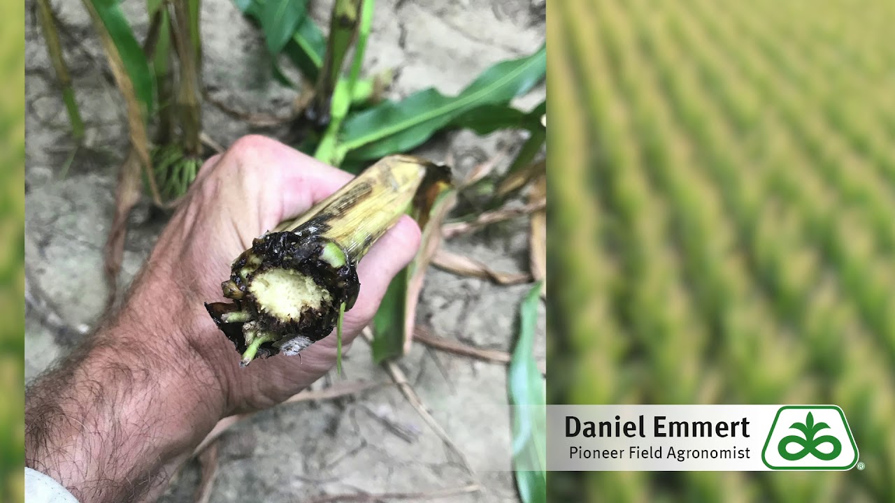Corn Physoderma Stalk Rot