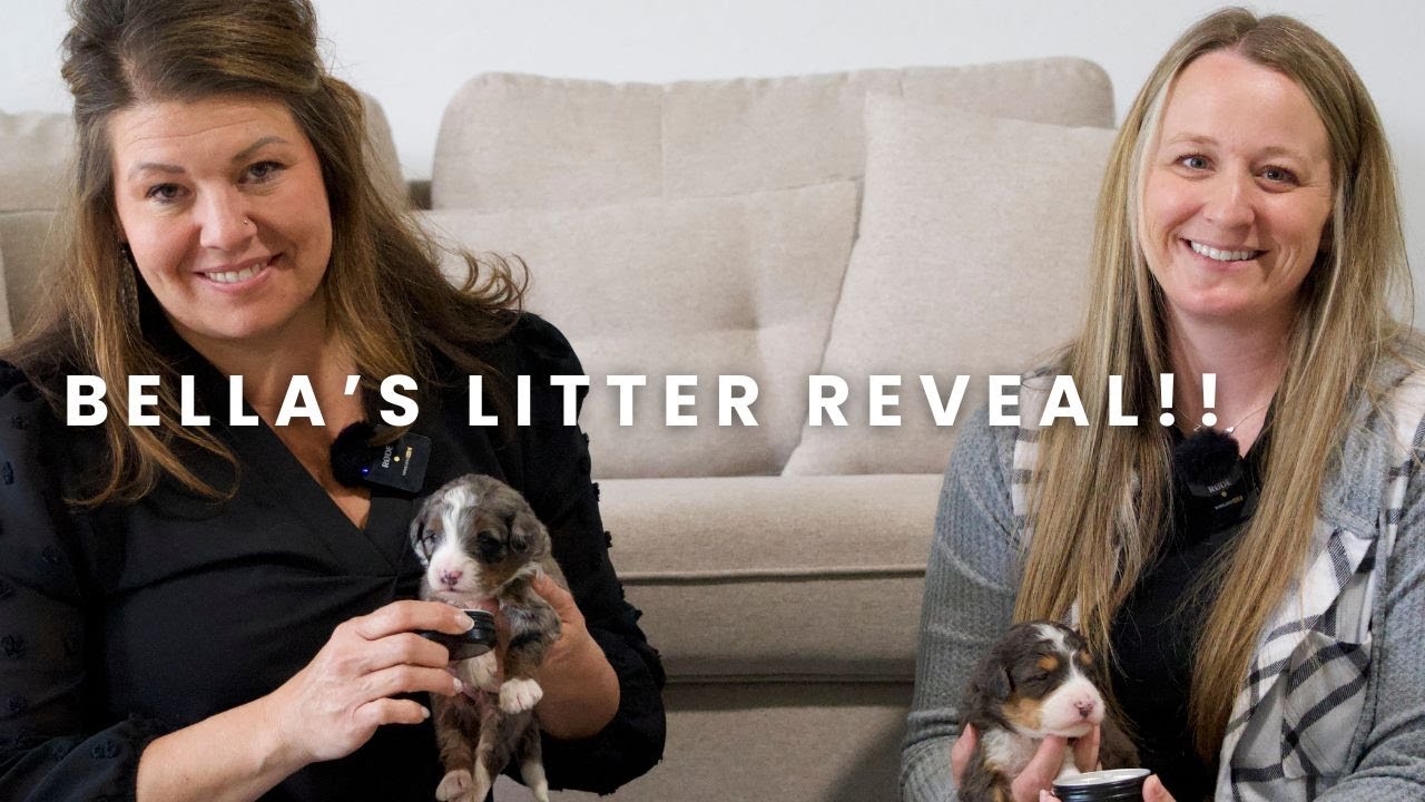 Bella's F1 Mini Bernedoodle Puppies at Serenity Hill Puppies | Amega Star Pup Academy Collab!