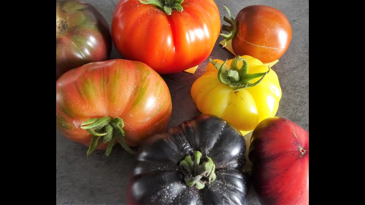 le 11/07/2021:La tomate du mildiou a la récolte