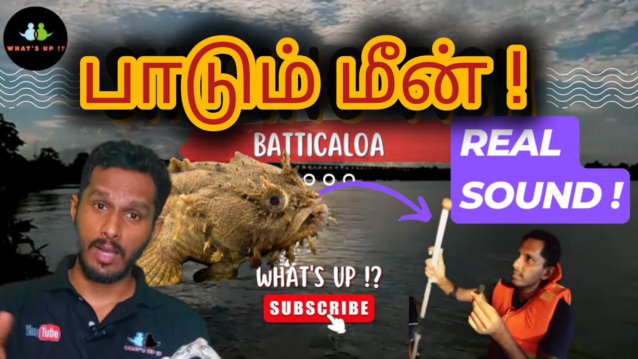 SINGING FISH BATTICALOA | பாடும் மீன் மட்டக்களப்பு
