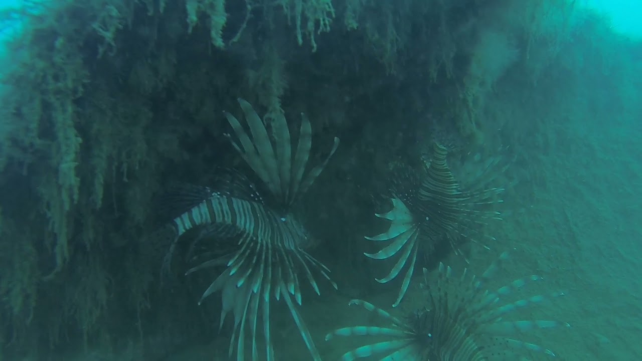 Milas, Ören'de 25 metre derinlikte ki batık tekne ve aslan balıkları.