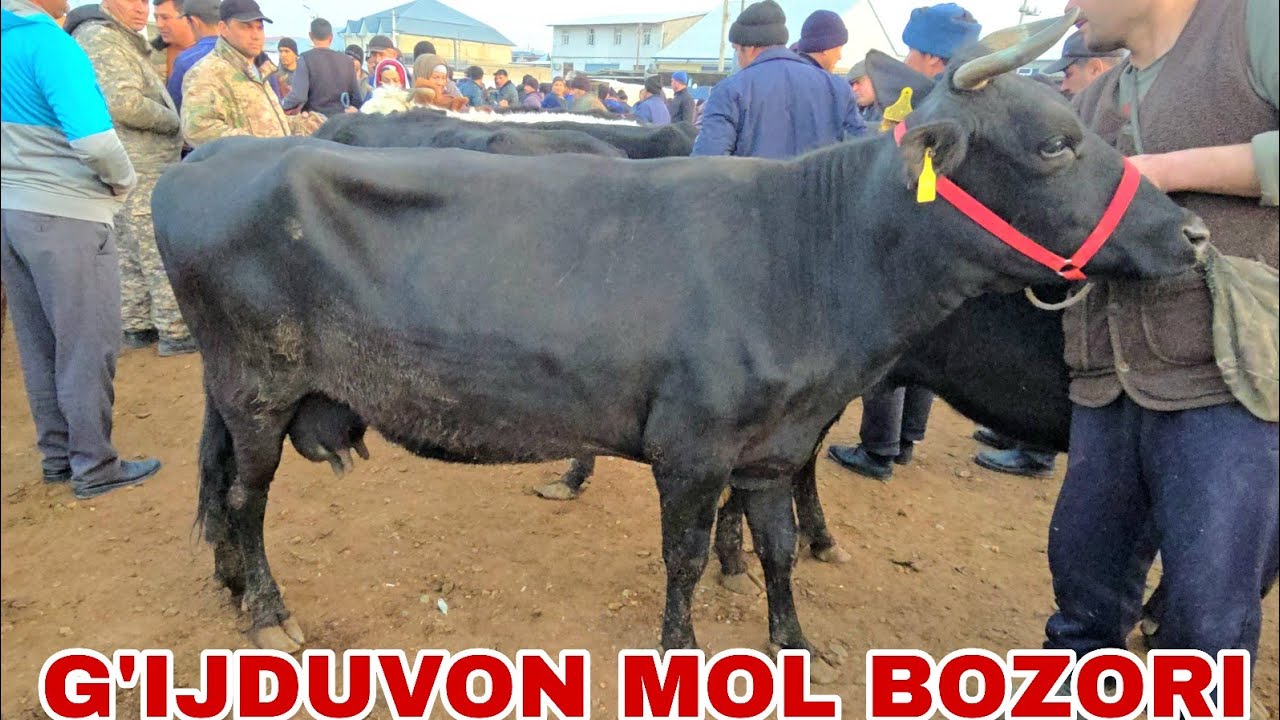  G'ijduvon mol bozori ona bola  bo'g'oz yosh g'unojinlar narxlari 25 февраля 2026 г.