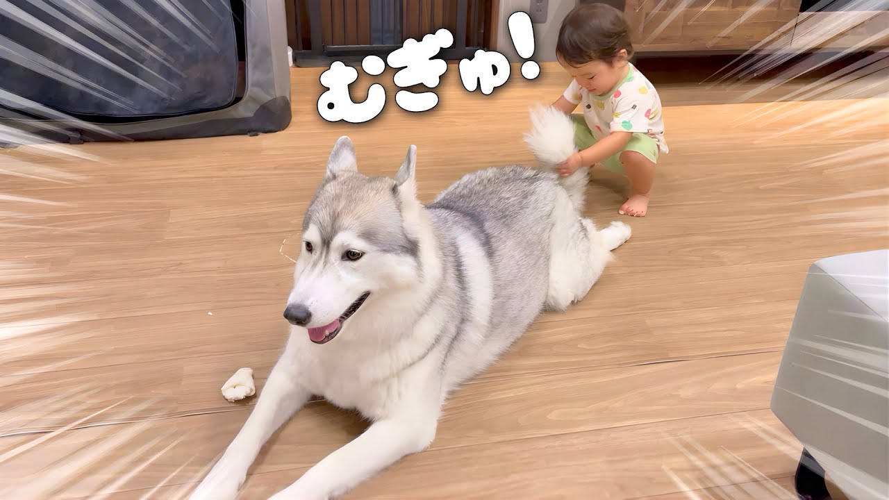 完全に油断しきったハスキーの尻尾を２歳の娘が握ってしまったら...笑