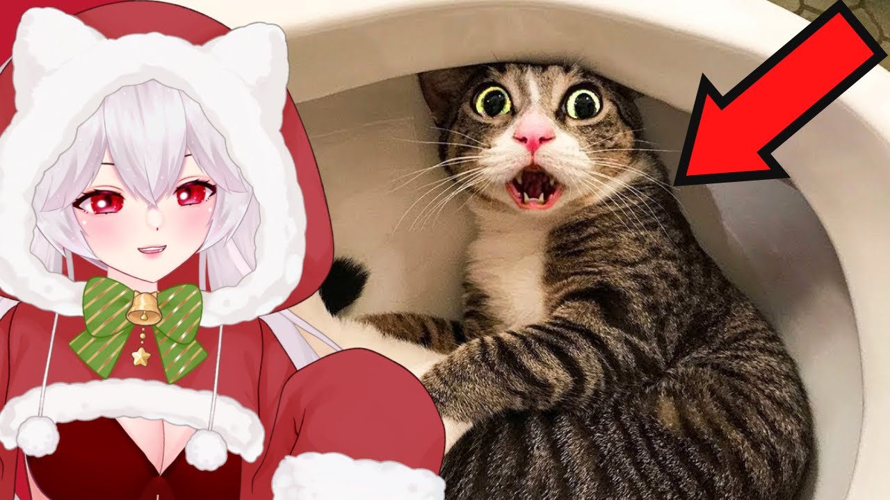 Реакция Vtuber на самые смешные видео с кошками за последнее десятилетие